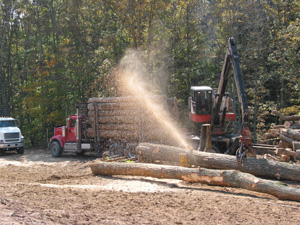 Once the trees are measured up, the hydra saw is used to cut them into logs. Watch the sawdust fly!